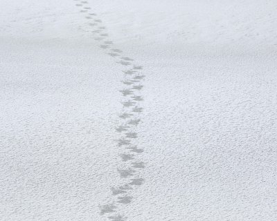 Bear, Polar, Prints in Snow-110507-Churchill Wildlife Mgmt Area, Manitoba, Canada-#0708.jpg