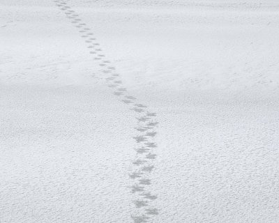 Bear, Polar, Prints in Snow-110507-Churchill Wildlife Mgmt Area, Manitoba, Canada-#0710.jpg