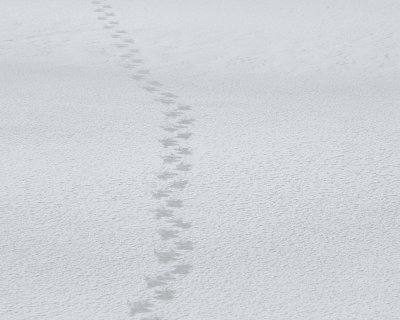 Bear, Polar, Prints in Snow-110507-Churchill Wildlife Mgmt Area, Manitoba, Canada-#0719.jpg