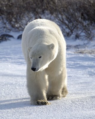 Bear, Polar, Sidelit-110407-Churchill Wildlife Mgmt Area, Manitoba, Canada-#0531.jpg
