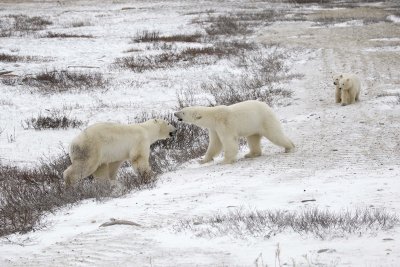 Bear, Polar, Sow & 2 cubs, chasing Bear-110307-Churchill Wildlife Mgmt Area, Manitoba, Canada-#1312.jpg