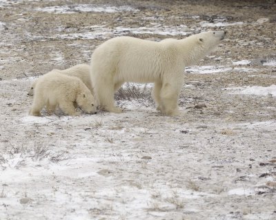 Bear, Polar, Sow & 2 cubs-110307-Churchill Wildlife Mgmt Area, Manitoba, Canada-#0719.jpg