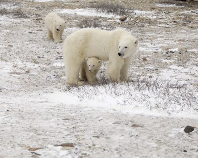 Bear, Polar, Sow & 2 cubs-110307-Churchill Wildlife Mgmt Area, Manitoba, Canada-#0734.jpg
