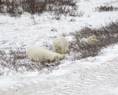 Bear, Polar, Sow & 2 cubs-110307-Churchill Wildlife Mgmt Area, Manitoba, Canada-#0755.jpg