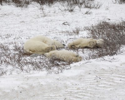 Bear, Polar, Sow & 2 cubs-110307-Churchill Wildlife Mgmt Area, Manitoba, Canada-#0761.jpg