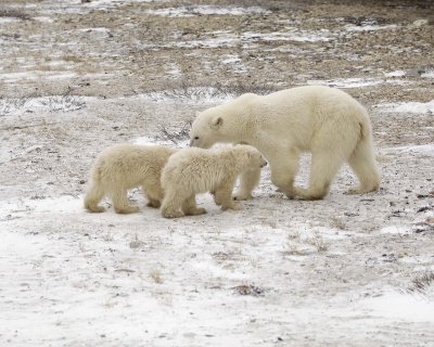 Bear, Polar, Sow & 2 cubs-110307-Churchill Wildlife Mgmt Area, Manitoba, Canada-#0768.jpg