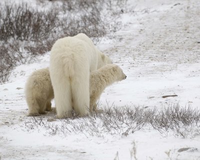Bear, Polar, Sow & 2 cubs-110307-Churchill Wildlife Mgmt Area, Manitoba, Canada-#0784.jpg