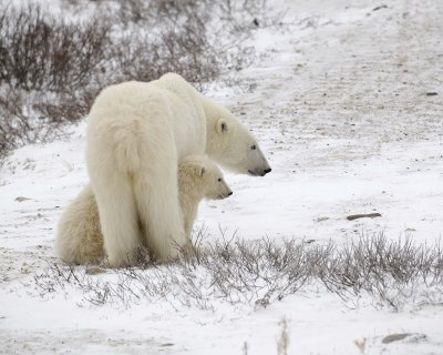 Bear, Polar, Sow & 2 cubs-110307-Churchill Wildlife Mgmt Area, Manitoba, Canada-#0787.jpg