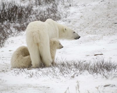 Bear, Polar, Sow & 2 cubs-110307-Churchill Wildlife Mgmt Area, Manitoba, Canada-#0808.jpg