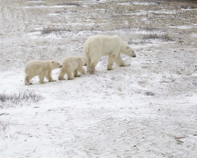 Bear, Polar, Sow & 2 cubs-110307-Churchill Wildlife Mgmt Area, Manitoba, Canada-#0812.jpg