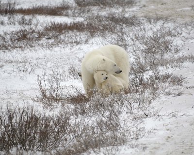 Bear, Polar, Sow & 2 cubs-110307-Churchill Wildlife Mgmt Area, Manitoba, Canada-#0895.jpg