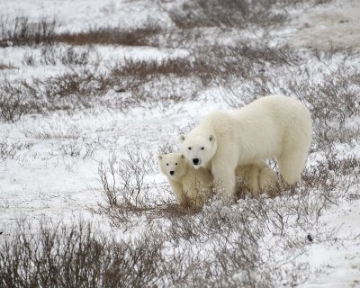 Bear, Polar, Sow & 2 cubs-110307-Churchill Wildlife Mgmt Area, Manitoba, Canada-#0915.jpg