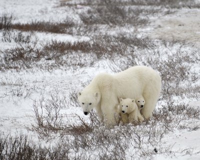 Bear, Polar, Sow & 2 cubs-110307-Churchill Wildlife Mgmt Area, Manitoba, Canada-#0982.jpg