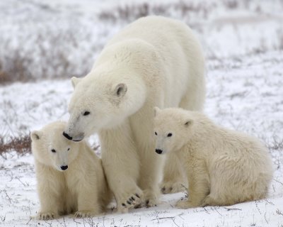 Bear, Polar, Sow & 2 cubs-110307-Churchill Wildlife Mgmt Area, Manitoba, Canada-#1206.jpg