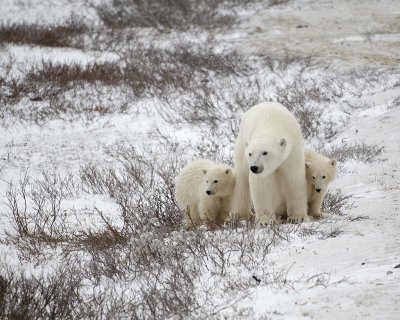 Bear, Polar, Sow & 2 cubs-110307-Churchill Wildlife Mgmt Area, Manitoba, Canada-#1295.jpg