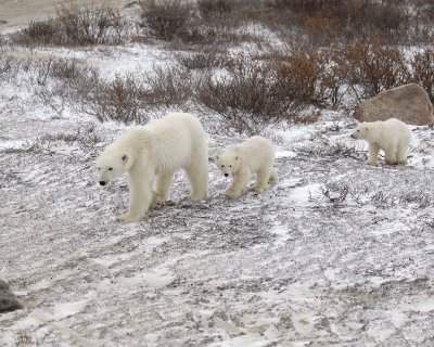 Bear, Polar, Sow & 2 cubs-110307-Churchill Wildlife Mgmt Area, Manitoba, Canada-#1395.jpg