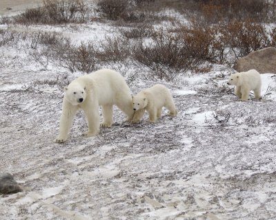 Bear, Polar, Sow & 2 cubs-110307-Churchill Wildlife Mgmt Area, Manitoba, Canada-#1397.jpg