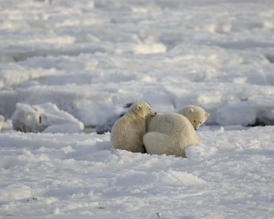 Bear, Polar, Sow & 2 cubs-110407-Churchill Wildlife Mgmt Area, Manitoba, Canada-#0283.jpg