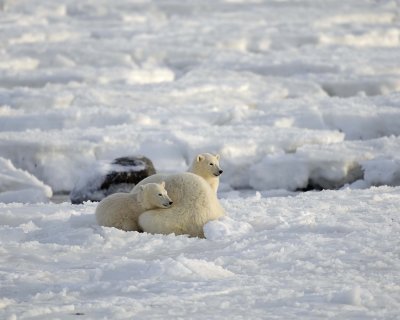 Bear, Polar, Sow & 2 cubs-110407-Churchill Wildlife Mgmt Area, Manitoba, Canada-#0311.jpg