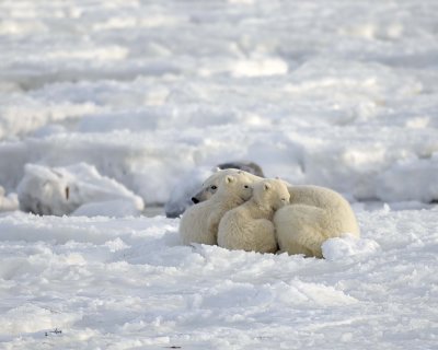 Bear, Polar, Sow & 2 cubs-110407-Churchill Wildlife Mgmt Area, Manitoba, Canada-#0341.jpg