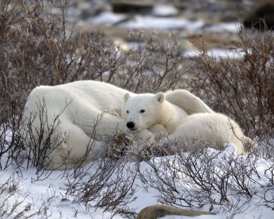 Bear, Polar, Sow & cub-110407-Churchill Wildlife Mgmt Area, Manitoba, Canada-#0632.jpg