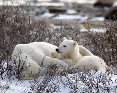 Bear, Polar, Sow & cub-110407-Churchill Wildlife Mgmt Area, Manitoba, Canada-#0664.jpg