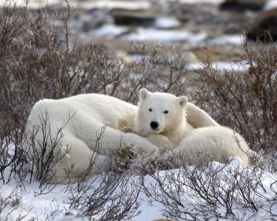 Bear, Polar, Sow & cub-110407-Churchill Wildlife Mgmt Area, Manitoba, Canada-#0668.jpg