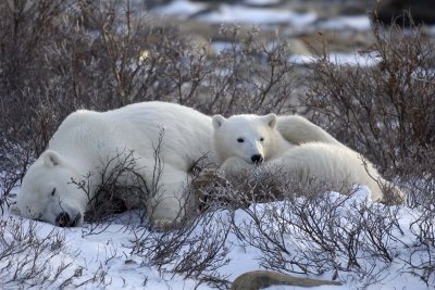 Bear, Polar, Sow & cub-110407-Churchill Wildlife Mgmt Area, Manitoba, Canada-#0741.jpg