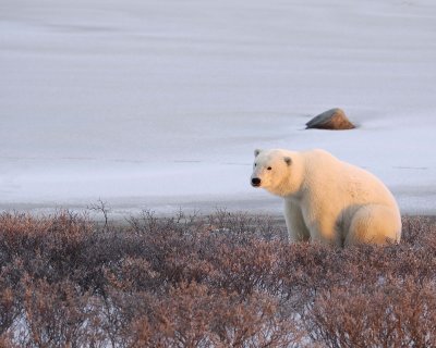Bear, Polar, at Sunset-110307-Churchill Wildlife Mgmt Area, Manitoba, Canada-#1840.jpg