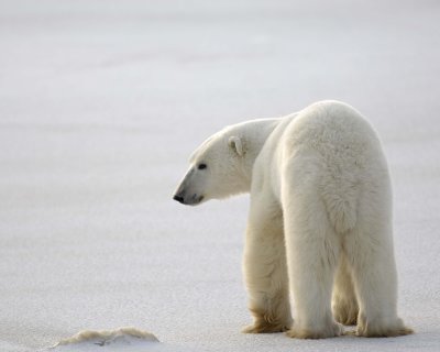Bear, Polar, backlit-110407-Churchill Wildlife Mgmt Area, Manitoba, Canada-#0116.jpg