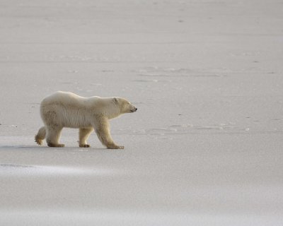 Bear, Polar, backlit-110507-Churchill Wildlife Mgmt Area, Manitoba, Canada-#0025.jpg