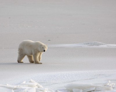 Bear, Polar, backlit-110507-Churchill Wildlife Mgmt Area, Manitoba, Canada-#0028.jpg