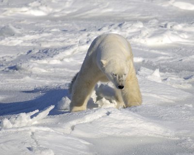 Bear, Polar, breaking thru-110607-Churchill Wildlife Mgmt Area, Manitoba, Canada-#0571.jpg