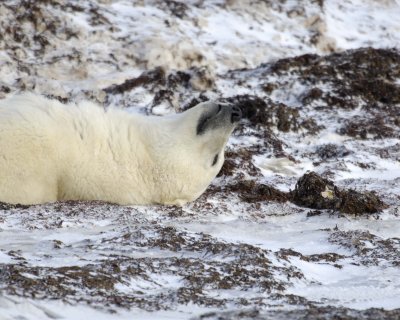 Bear, Polar, in kelp bed-110407-Churchill Wildlife Mgmt Area, Manitoba, Canada-#0548.jpg