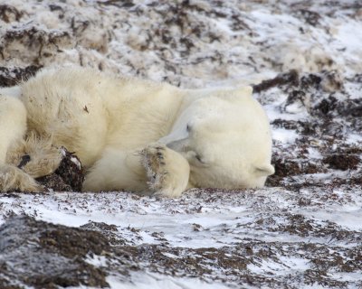 Bear, Polar, in kelp bed-110407-Churchill Wildlife Mgmt Area, Manitoba, Canada-#0558.jpg