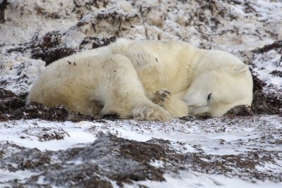 Bear, Polar, in kelp bed-110407-Churchill Wildlife Mgmt Area, Manitoba, Canada-#0569.jpg