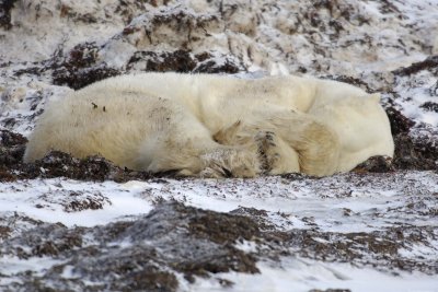 Bear, Polar, in kelp bed-110407-Churchill Wildlife Mgmt Area, Manitoba, Canada-#0580.jpg
