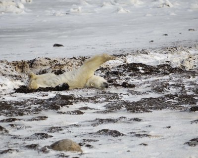 Bear, Polar, in kelp bed-110407-Churchill Wildlife Mgmt Area, Manitoba, Canada-#0907.jpg