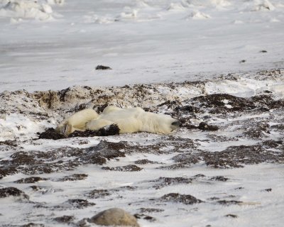 Bear, Polar, in kelp bed-110407-Churchill Wildlife Mgmt Area, Manitoba, Canada-#0911.jpg