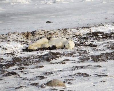 Bear, Polar, in kelp bed-110407-Churchill Wildlife Mgmt Area, Manitoba, Canada-#0927.jpg