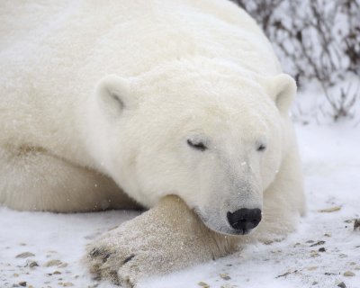Bear, Polar, snowing-110507-Churchill Wildlife Mgmt Area, Manitoba, Canada-#0419.jpg