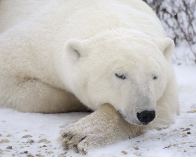 Bear, Polar, snowing-110507-Churchill Wildlife Mgmt Area, Manitoba, Canada-#0427.jpg