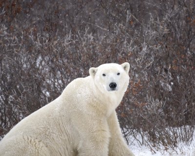 Bear, Polar, snowing-110507-Churchill Wildlife Mgmt Area, Manitoba, Canada-#0475.jpg