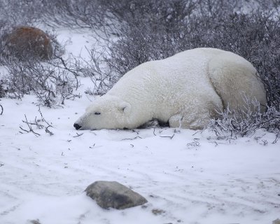 Bear, Polar, snowing-110507-Churchill Wildlife Mgmt Area, Manitoba, Canada-#0755.jpg