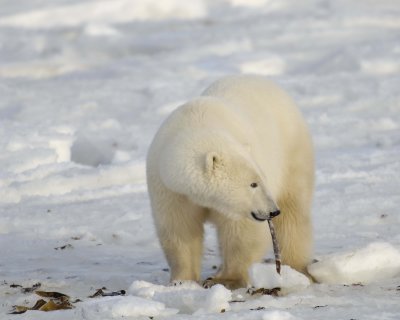 Bear, Polar, w kelp-110407-Churchill Wildlife Mgmt Area, Manitoba, Canada-#0373.jpg