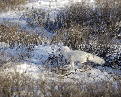 Fox, Arctic, chasing Lemming-110607-Churchill Wildlife Mgmt Area, Manitoba, Canada-#0797.jpg