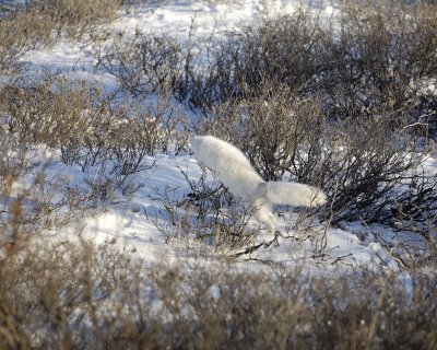 Fox, Arctic, chasing Lemming-110607-Churchill Wildlife Mgmt Area, Manitoba, Canada-#0798.jpg