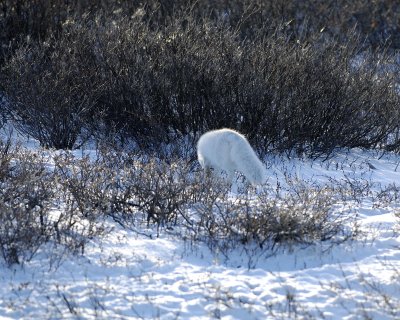 Fox, Arctic-110607-Churchill Wildlife Mgmt Area, Manitoba, Canada-#0818.jpg