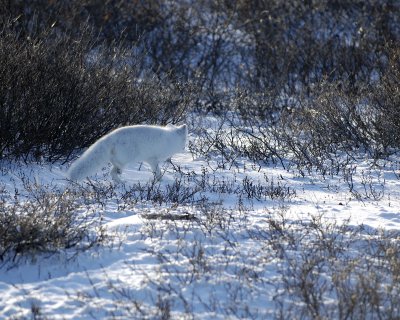 Fox, Arctic-110607-Churchill Wildlife Mgmt Area, Manitoba, Canada-#0819.jpg