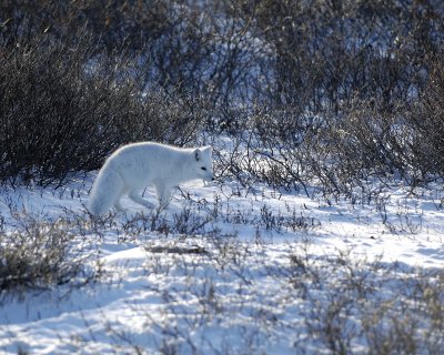 Fox, Arctic-110607-Churchill Wildlife Mgmt Area, Manitoba, Canada-#0820.jpg